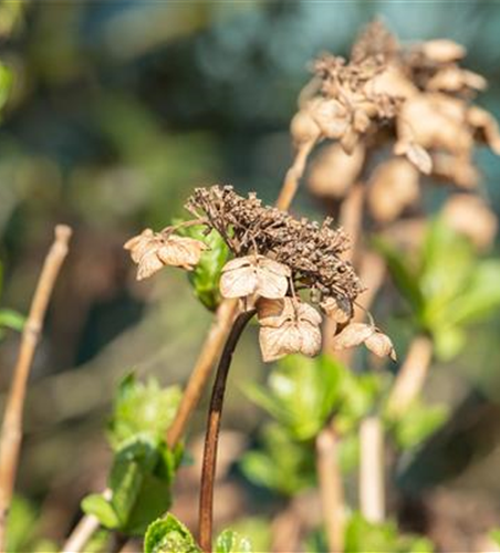 Hortensien schneiden ist gar nicht so einfach – oder doch?
