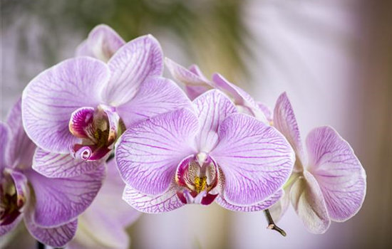 Orchideen – Königliche Schönheiten in vielfältigsten Farben  Orchideen – Königliche Schönheiten in vielfältigsten Farben