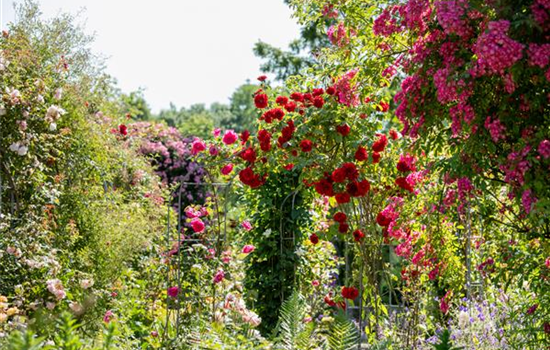 Tipps für einen Rosengarten Tipps für einen Rosengarten