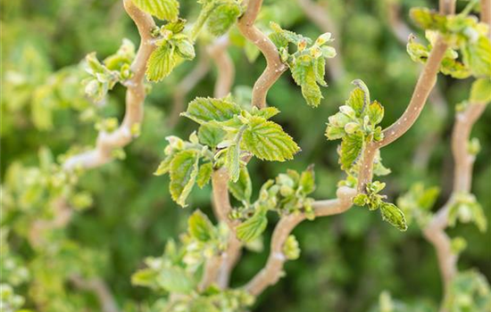 Frühblühende Gehölze sind meist die schönsten Frühlingsboten Frühblühende Gehölze sind meist die schönsten Frühlingsboten