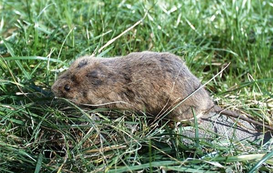 Das jeweils richtige Mittel zur Schädlingsbekämpfung finden