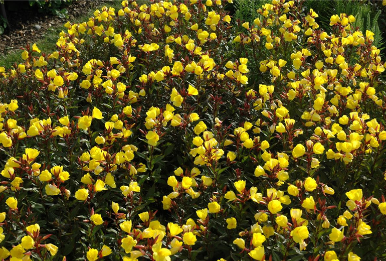 Oenothera tetragona 'Erica Robin'