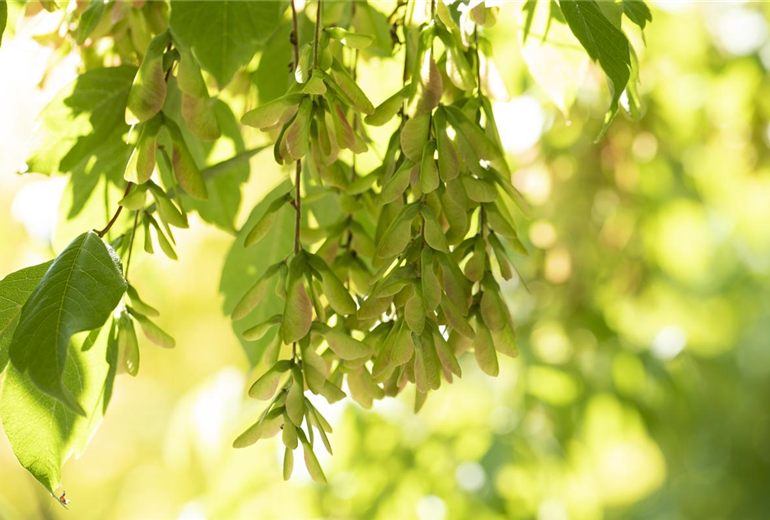 Acer cissifolium