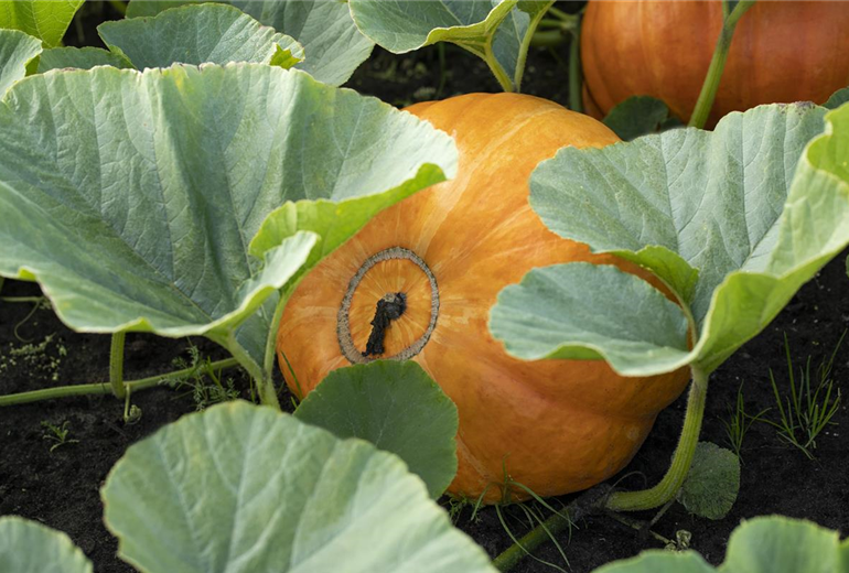 Cucurbita maxima