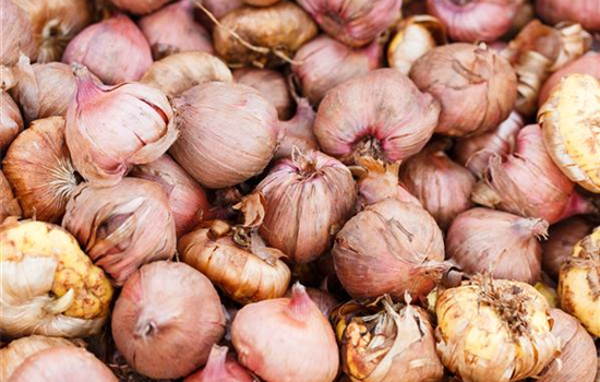 Rechtzeitig Sommerzwiebeln pflanzen Rechtzeitig Sommerzwiebeln pflanzen