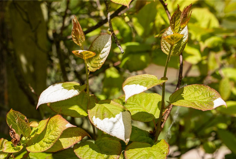Actinidia kolomikta