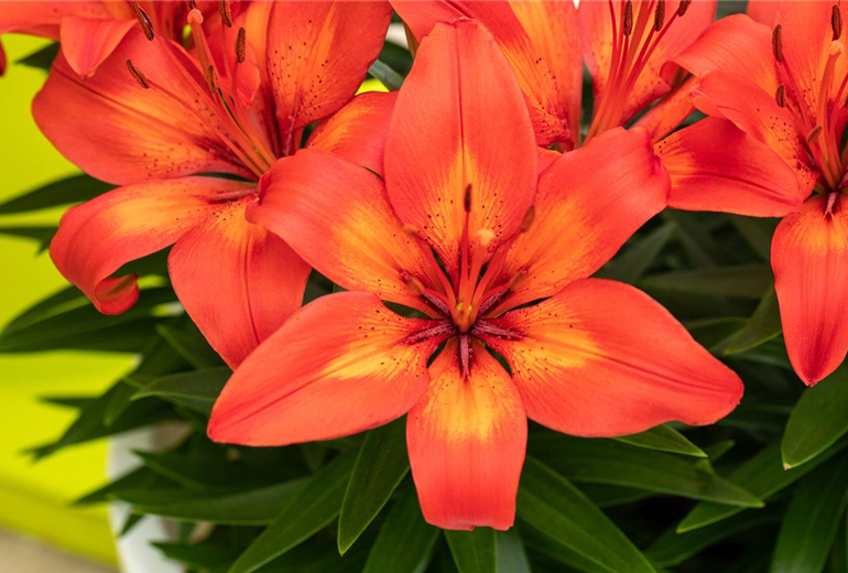 Lilium Asiatic, rot