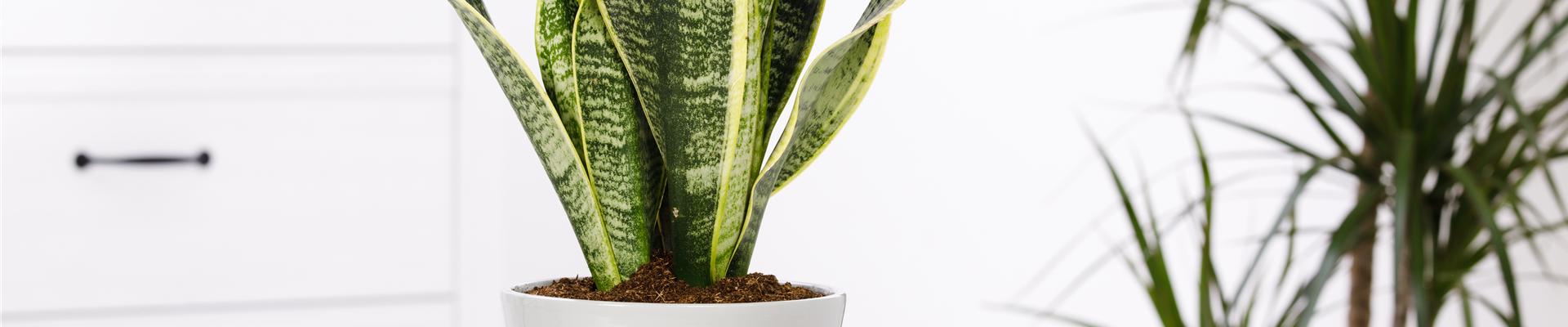 Sansevieria trifasciata Sansevieria trifasciata