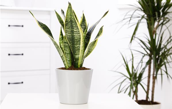 Zimmerpflanzen sind eine Wohltat für Körper, Geist und Seele Zimmerpflanzen sind eine Wohltat für Körper, Geist und Seele