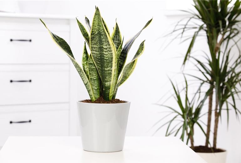 Sansevieria trifasciata