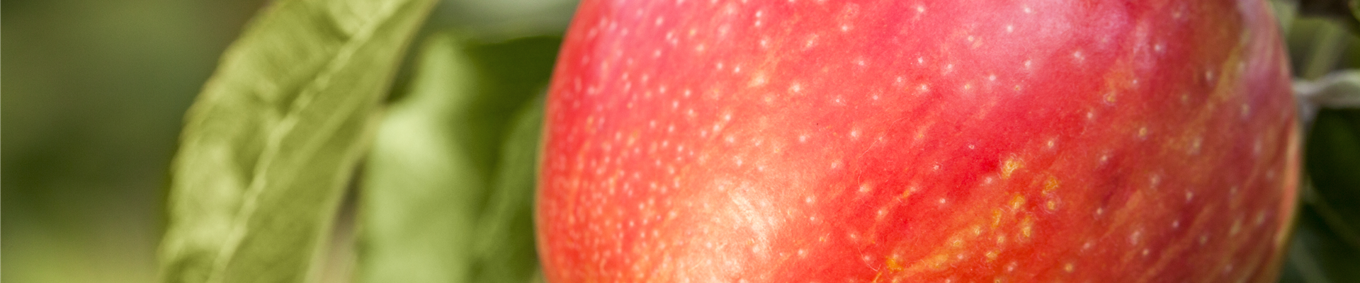 Malus domestica Malus domestica