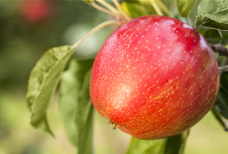 Malus domestica