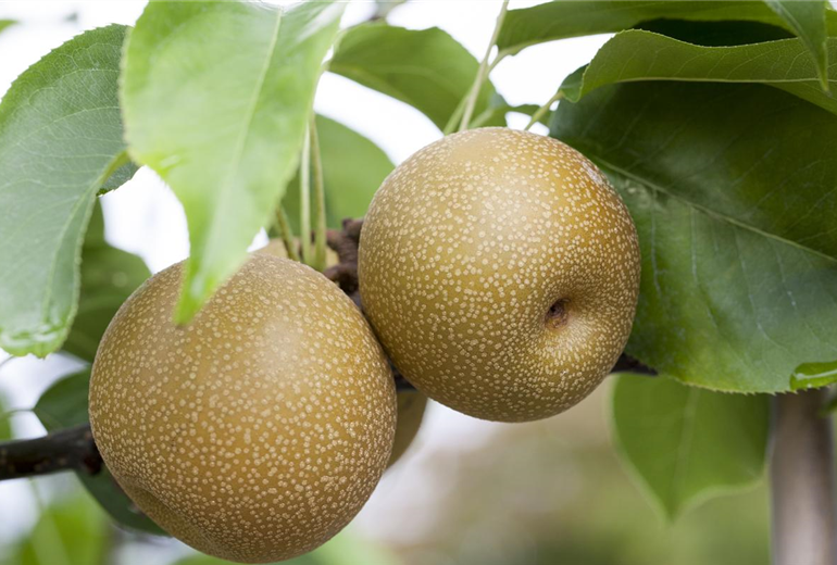 Pyrus pyrifolia