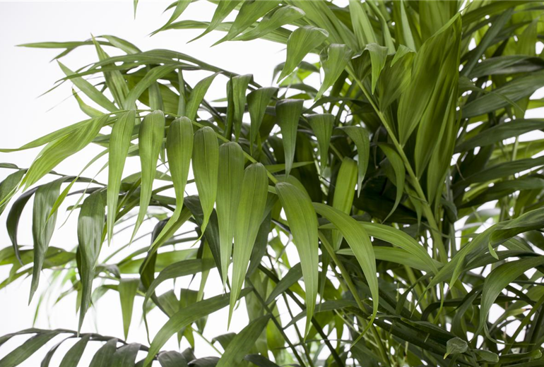 Chamaedorea elegans