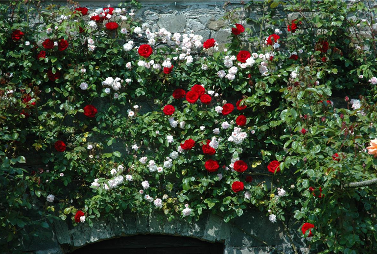 Rosa 'Dublin Bay'