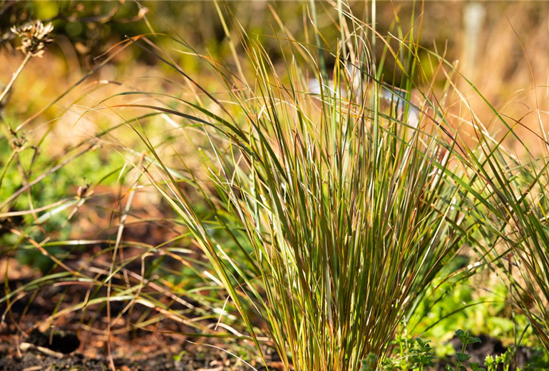Stipa arundinacea 'Sirocco'