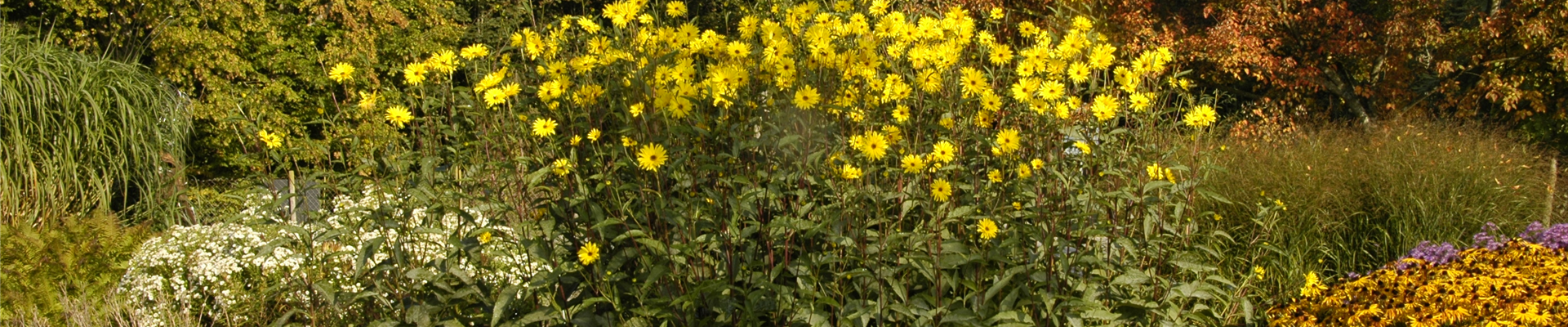 Helianthus atrorubens