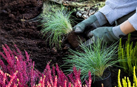 Einfach schicke Gräser für den Balkon auswählen und pflanzen