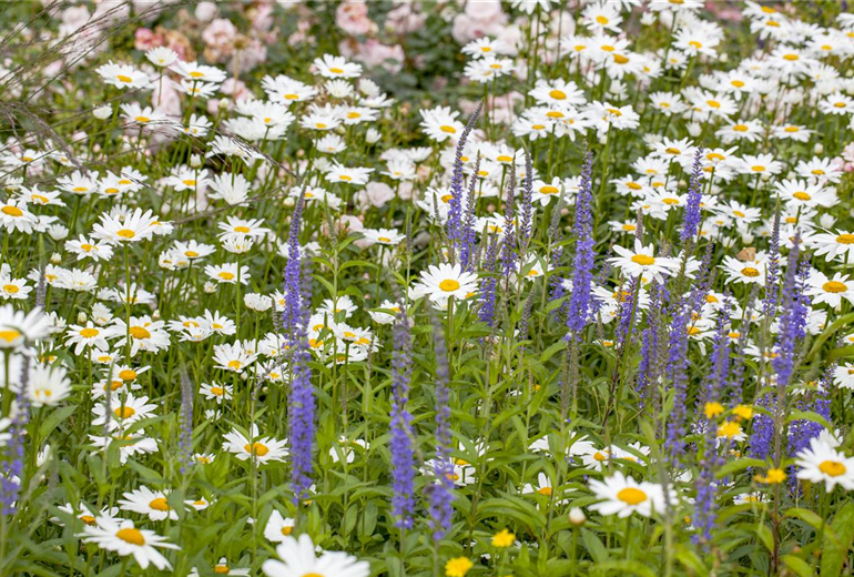 Leucanthemum x superbum