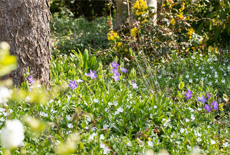Vinca major
