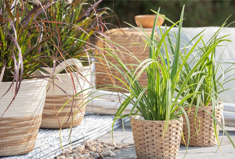 Carex morrowii ssp. foliosissima 'Icedance'
