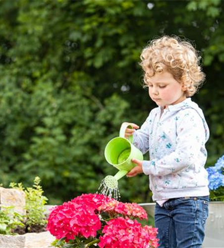Für bunte Blütenpracht Hortensien pflegen und richtig düngen Für bunte Blütenpracht Hortensien pflegen und richtig düngen