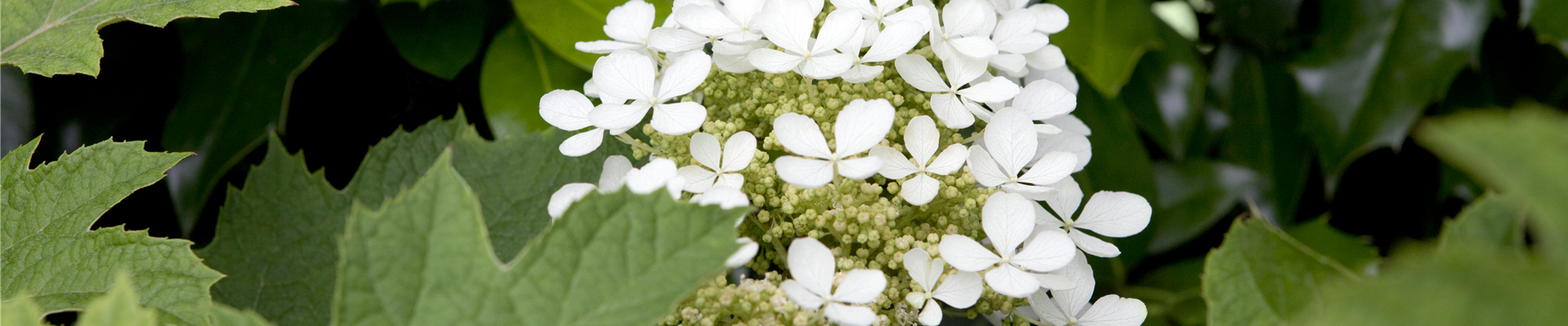 Hydrangea quercifolia Hydrangea quercifolia
