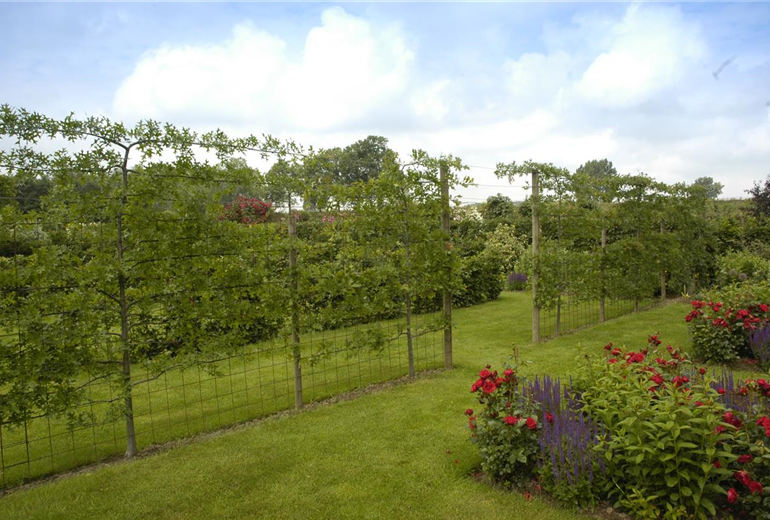 Quercus