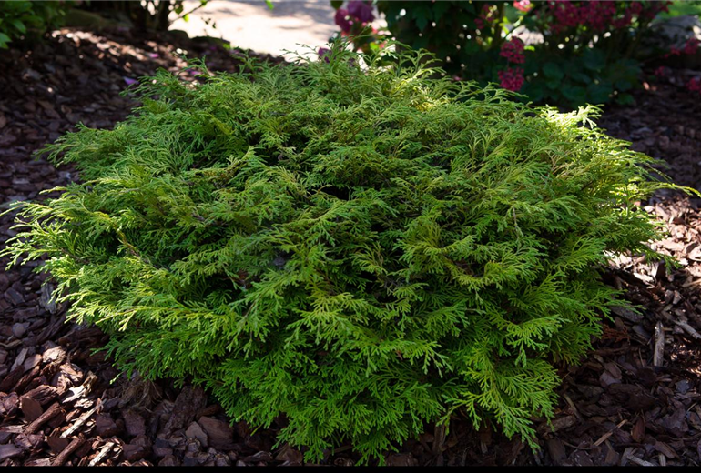 Chamaecyparis lawsoniana 'Mininova'