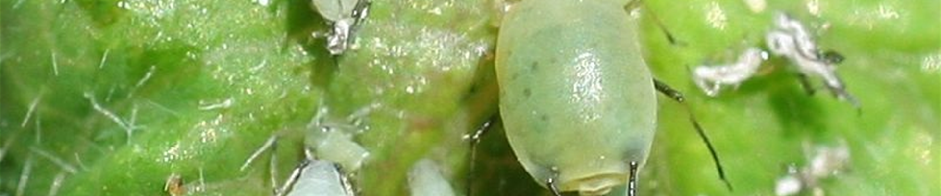 Blattläuse an Geißblatt Blattläuse an Geißblatt