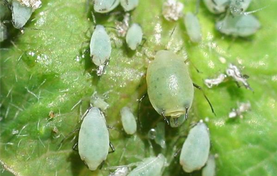 Verschiedene Methoden der Schädlingsbekämpfung Verschiedene Methoden der Schädlingsbekämpfung