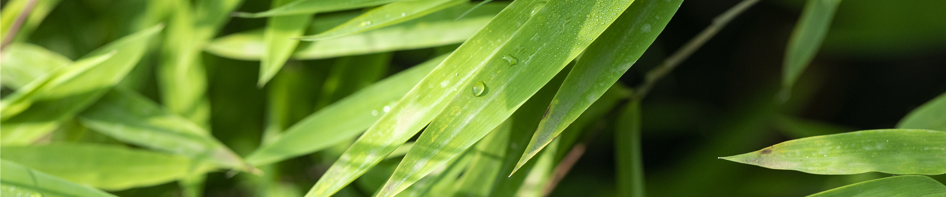 Fargesia nitida 'Black Pearl' Fargesia nitida 'Black Pearl'