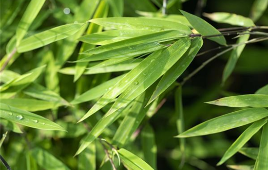 Ein asiatischer Garten als Oase der Ruhe Ein asiatischer Garten als Oase der Ruhe
