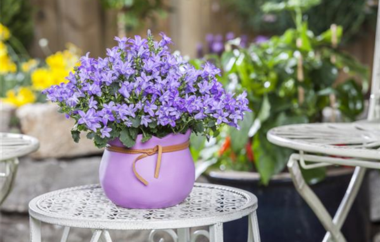 Pflanzgefäße in der passenden Größe finden leicht gemacht Pflanzgefäße in der passenden Größe finden leicht gemacht