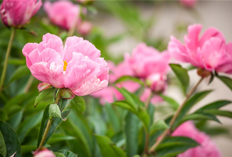 Paeonia lactiflora