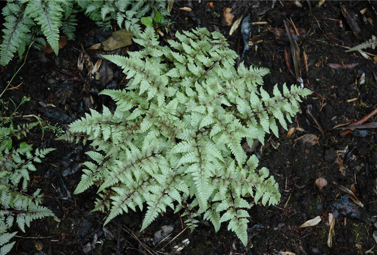 Athyrium niponicum var. pictum