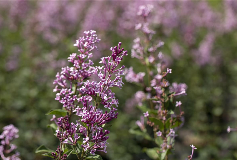 Syringa meyeri