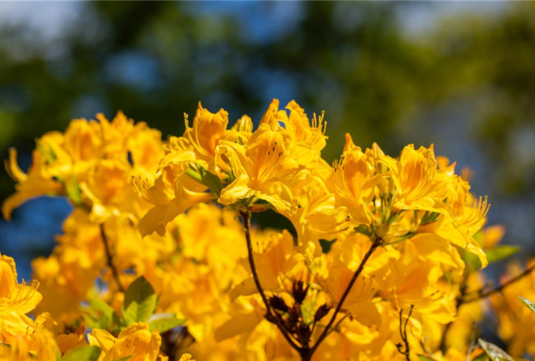Rhododendron 'Golden Oriole'