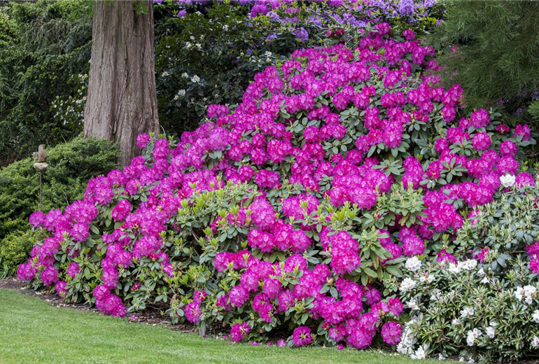 Rhododendron