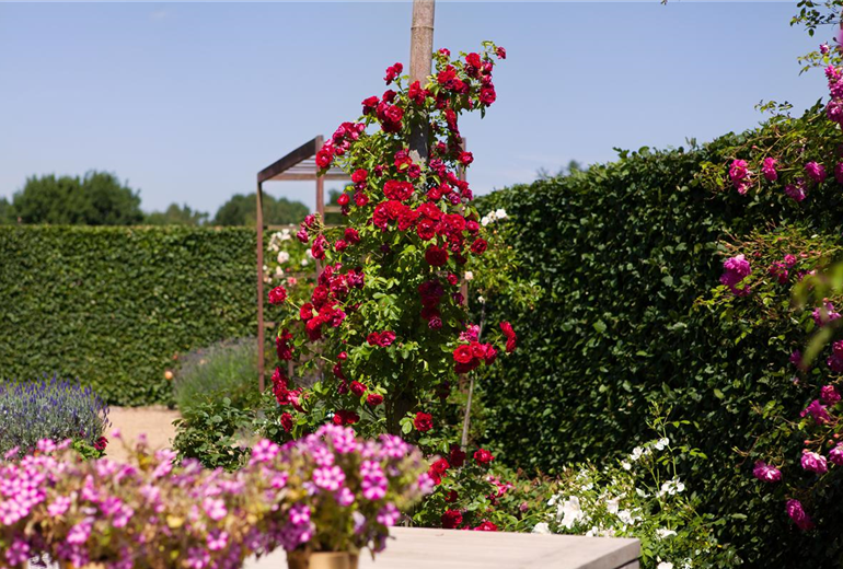 Rosa