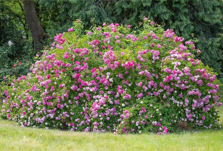 Wildrose