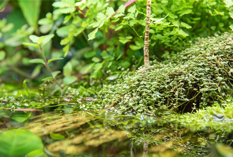 Wasserpflanzen
