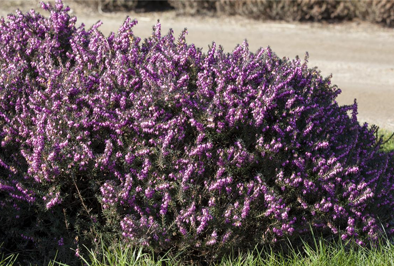 Erica darleyensis 'Rubina'(s)