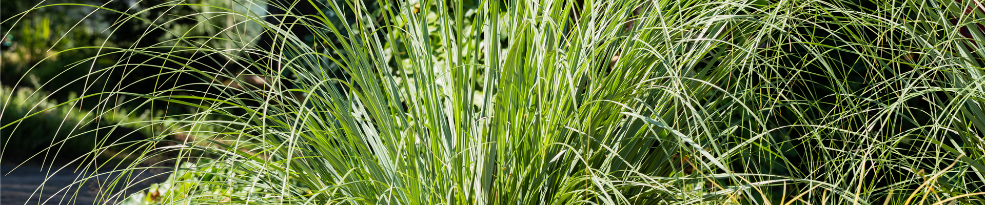 Calamagrostis x acutiflora Calamagrostis x acutiflora
