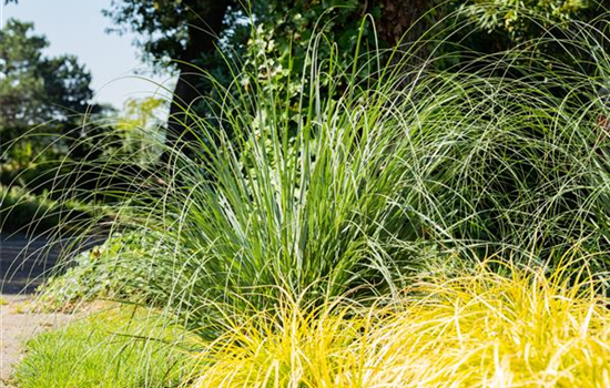 Gartengestaltung mit Gräsern – Filigrane Schönheiten für jeden Gartengestaltung mit Gräsern – Filigrane Schönheiten für jeden