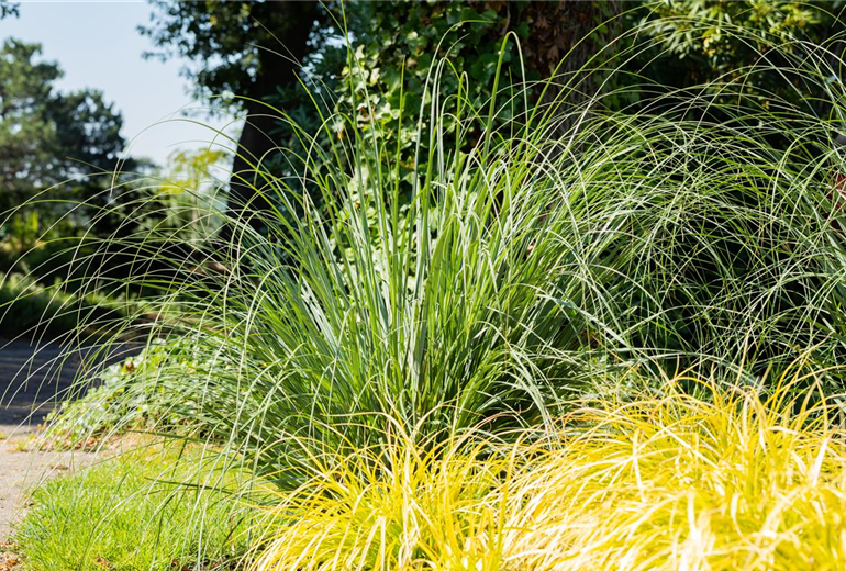 Calamagrostis x acutiflora Calamagrostis x acutiflora