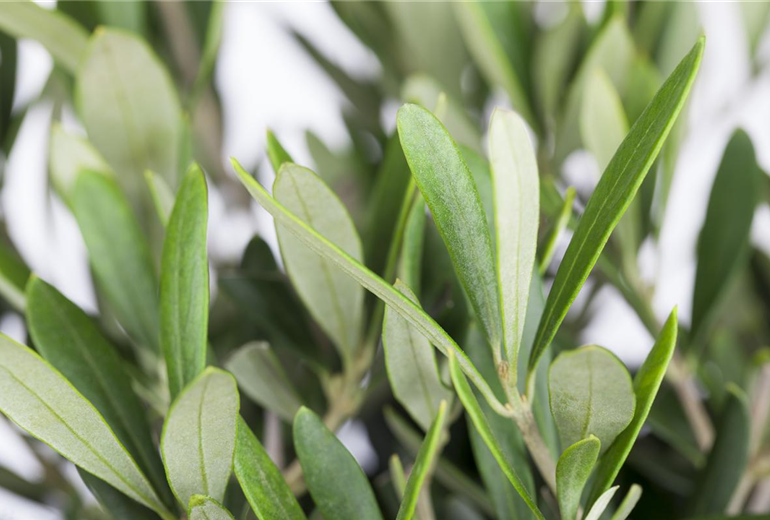Olea europaea