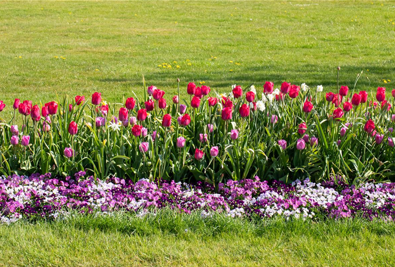 Tulipa 'Braveheart'