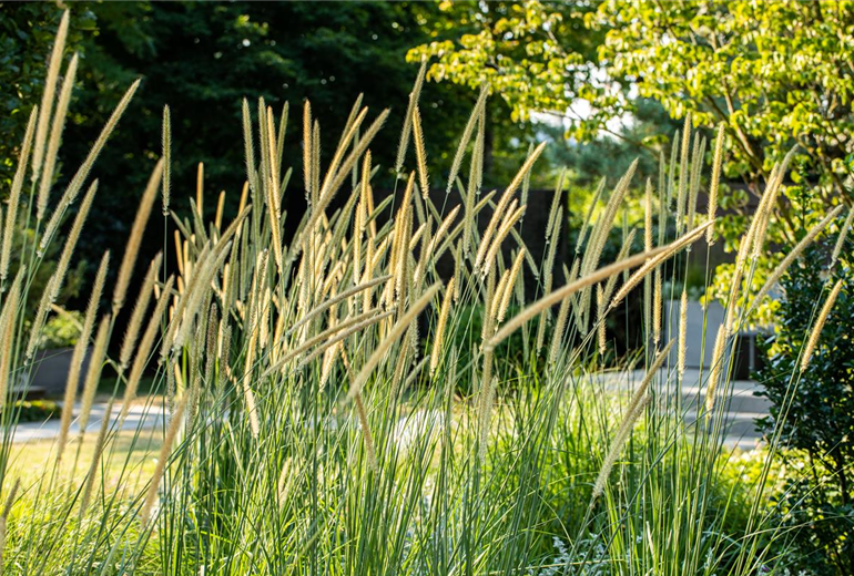 Pennisetum macrourum 'Tail Feather' Pennisetum macrourum 'Tail Feather'