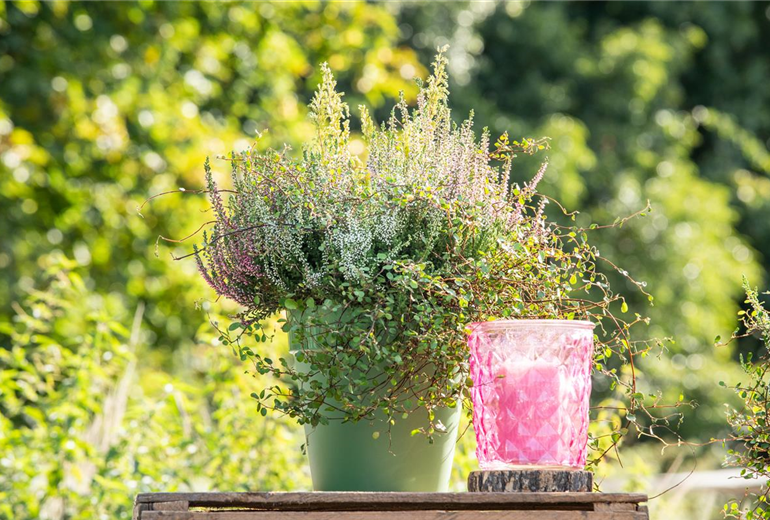 Heide Mix im Wasserspeichertopf